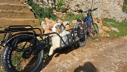 Photo d'un client : remorque de vélo transportant un chien